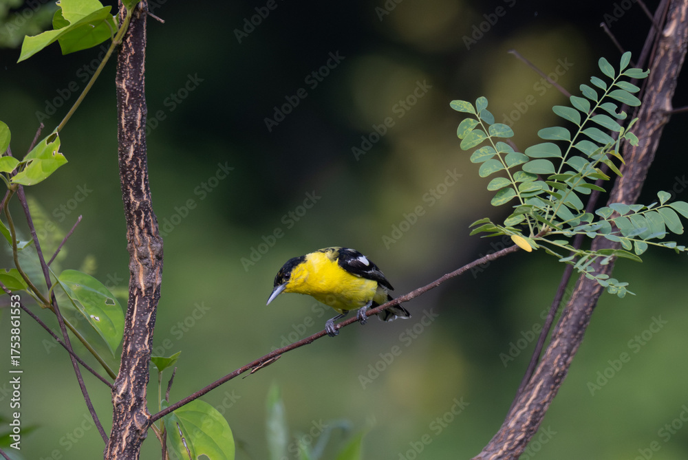 Naklejka premium A vibrant yellow and black Common iora perched gracefully on a slender branch against a soft green background. The bird showcasing its bright and delicate details.