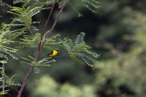 A vibrant yellow and black Common iora perched gracefully on a slender branch against a soft green background. The bird showcasing its bright and delicate details.