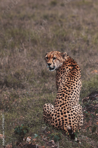 Canvas Print Wildlife Photography of African Cheetahs, Kenya