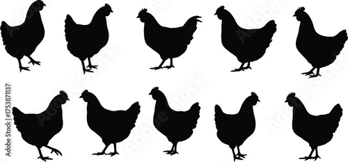  Chicken silhouette vector, poultry icons, farm animal illustration, black hen shapes, domestic bird design, livestock clipart, rural agriculture graphic