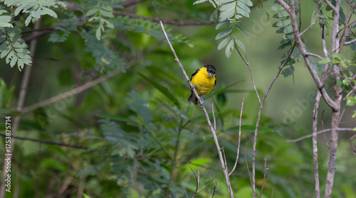 A vibrant yellow and black Common iora perched gracefully on a slender branch against a soft green background. The bird showcasing its bright and delicate details.