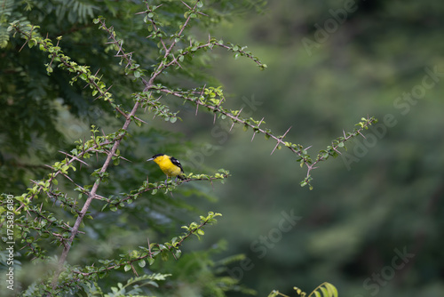 A vibrant yellow and black Common iora perched gracefully on a slender branch against a soft green background. The bird showcasing its bright and delicate details.