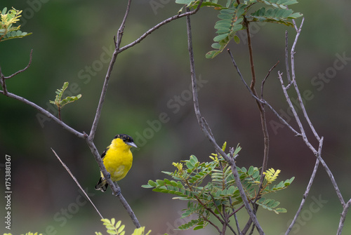 A vibrant yellow and black Common iora perched gracefully on a slender branch against a soft green background. The bird showcasing its bright and delicate details.