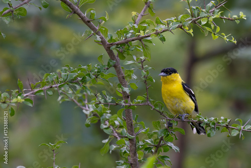 A vibrant yellow and black Common iora perched gracefully on a slender branch against a soft green background. The bird showcasing its bright and delicate details.