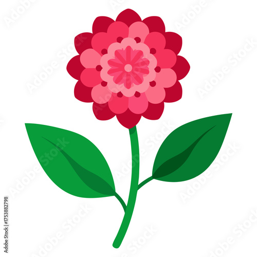  kalmia lacifolia midnight on white background