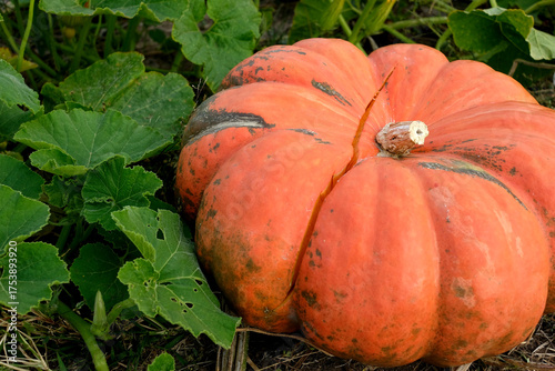 Flat Orange Pumpkin On Farm