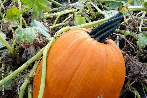 Big Orange Pumpkin in Pumkin Patch Landscape