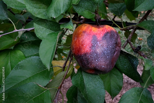 Red Rotten Apple