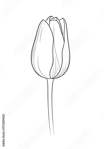 A delicate line drawing of a single tulip bud on a slender stem with subtle stippling detail.