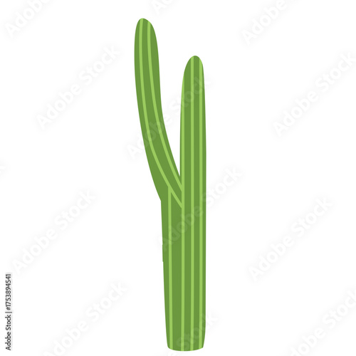 Two tall green cacti with curved stems, flat botanical desert illustration perfect for nature, dry land, and tropical design themes.
