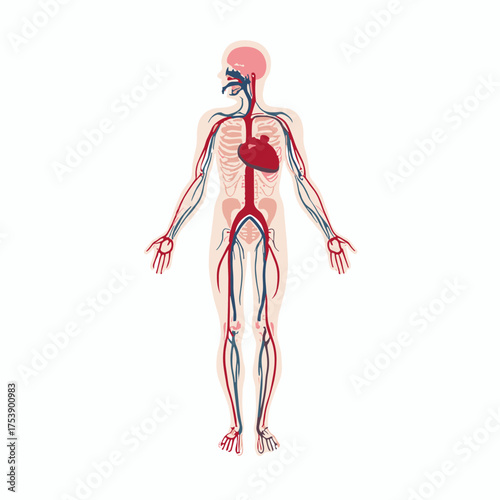 Human circulatory system showing heart arteries and veins for medical illustration use