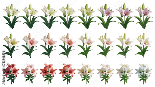 Luxury Lily Illustration Vector featuring elegant floral artistry with graceful petals, refined details, and timeless sophistication — perfect Flower Illustration Vectors for premium, modern design