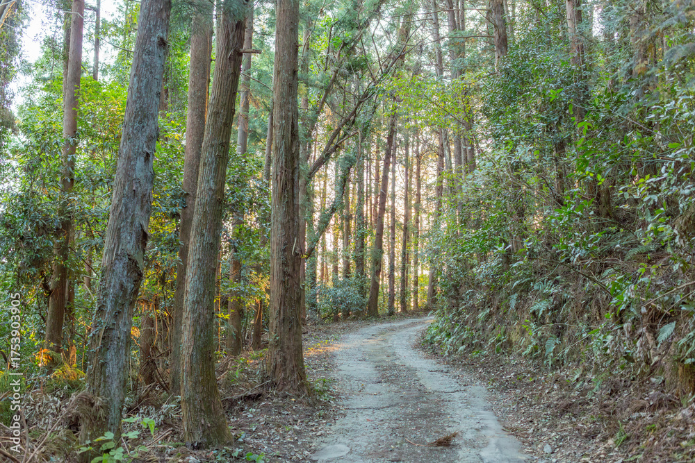 Obraz premium 山登りする小さな道