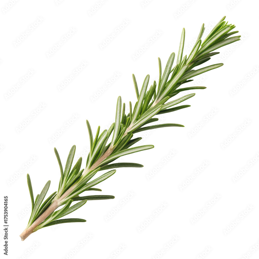 Obraz premium Twig of rosemary png twig png rosemary png herb png plant png seasoning png cooking png transparent