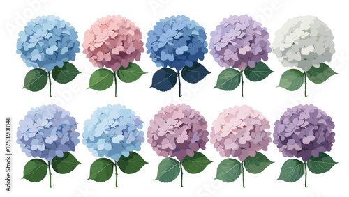 Soft Hydrangea Petal Vector – Exquisite Flower Illustration Vectors Capturing the Charm of Blooming Hydrangeas with Smooth Color Blends and Timeless Floral Elegance for Designers.
