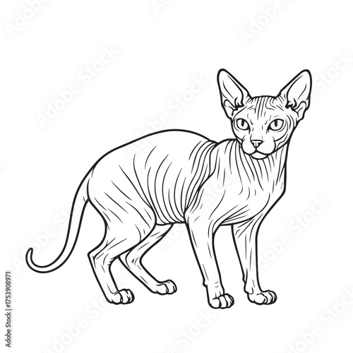 Black and white vector design featuring a Sphynx cat, outlined in black, expressing elegance, confidence, and the breed’s distinctive smooth appearance.