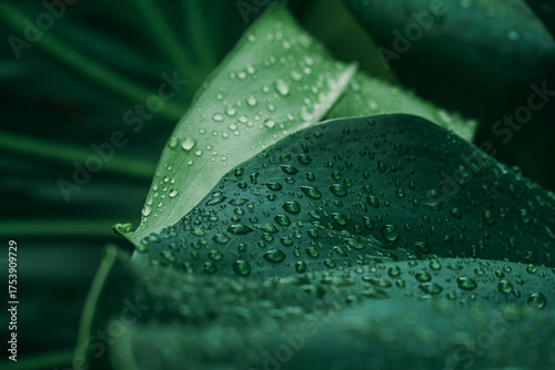 Close up water drops on fresh green leaves 