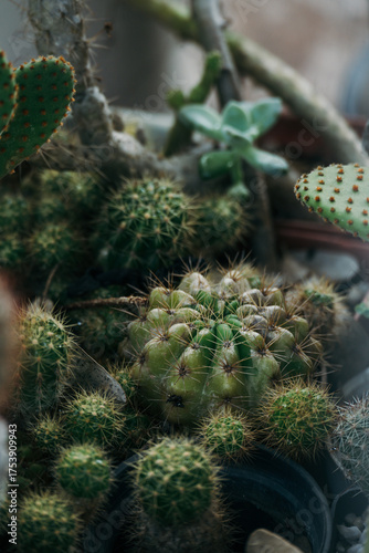 Close up cactus home pots garden 
