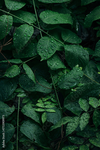 Close up water drops on fresh green leaves 