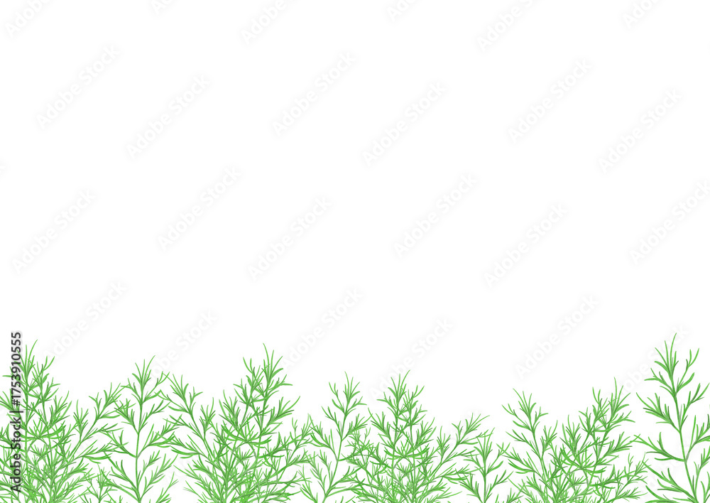 Fototapeta premium 水彩風に描いたディルのイラスト