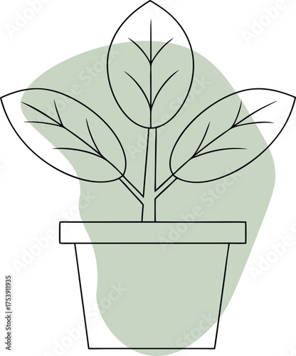 Potted plant with broad leaves green white
