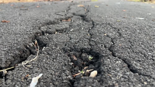 Wallpaper Mural texture of dark gray asphalt, close up view. Cracked asphalt texture. Road background. moving foward.  Torontodigital.ca