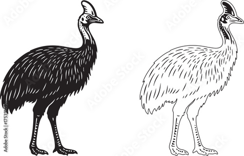 Cassowary Flightless Bird Silhouette and Outline Vector