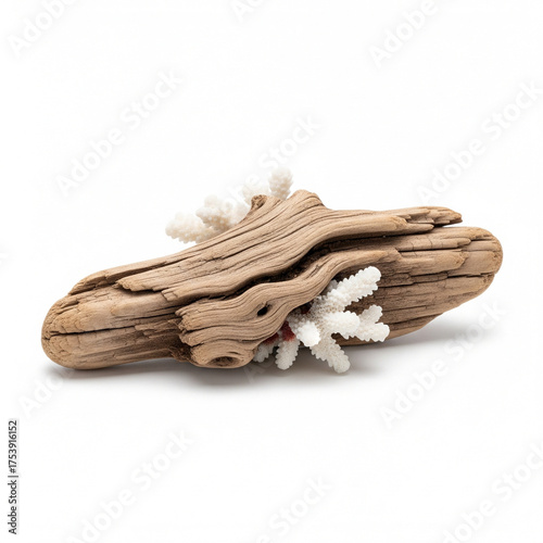 A weathered piece of driftwood with white coral fragments attached showcasing natural textures and organic shapes isolated on white background