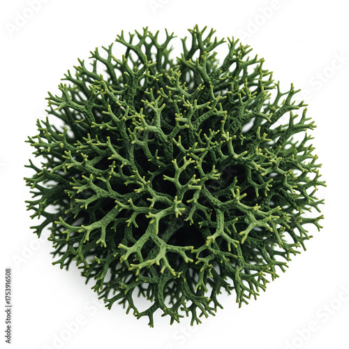 A detailed close up of a single green reindeer lichen or cladonia stellaris plant with intricate branching patterns isolated on a clean white background isolated on white background