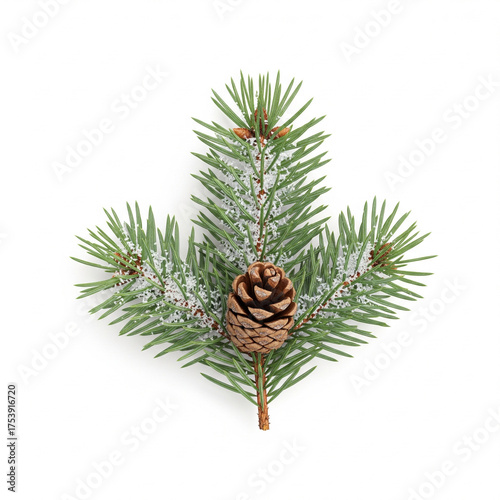 A single small brown pine cone attached to a fresh green fir tree branch with delicate needles isolated on white background