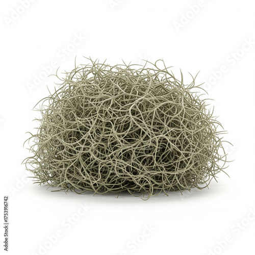 A single clump of dried spanish moss or tillandsia usneoides plant material with fine tendrils and a natural organic texture isolated on a clean white background isolated on white background