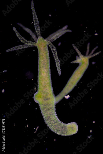 Hydra is a genus of small, fresh-water animals of the phylum Cnidaria and class Hydrozoa under the microscope for education.