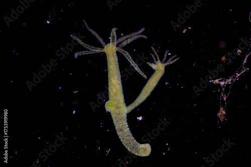 Hydra is a genus of small, fresh-water animals of the phylum Cnidaria and class Hydrozoa under the microscope for education.