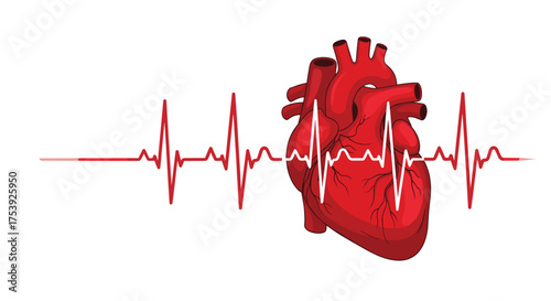 Understanding the intricate workings of the human heart and its vital role in maintaining life.