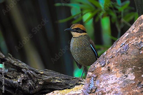 A selective focus image of an exotic Javanese pitta bird perched on a branch