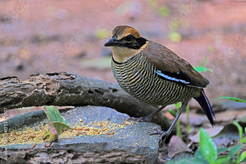 A selective focus image of an exotic Javanese pitta bird perched on a branch