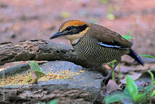 A selective focus image of an exotic Javanese pitta bird perched on a branch