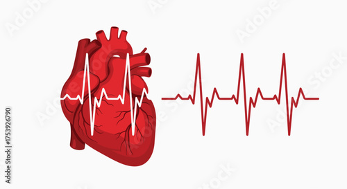 Understanding the vital rhythm of the human heart and its complex electrical activity.