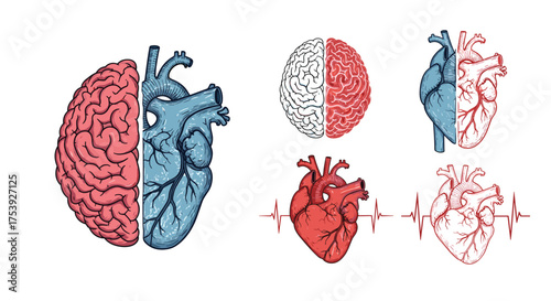 The intricate connection between the human brain and heart explored through anatomical illustrations.