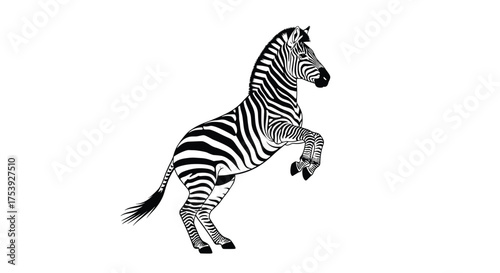 A striking black and white zebra rears up on its hind legs in a dynamic pose.