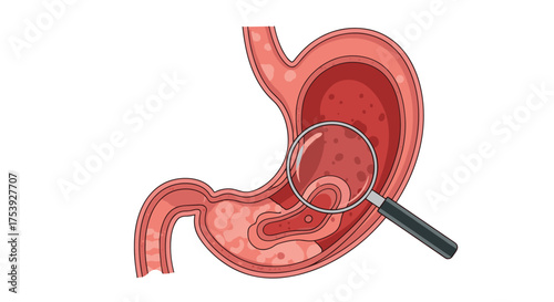 A detailed look inside the human stomach exploring its intricate anatomy and functions.