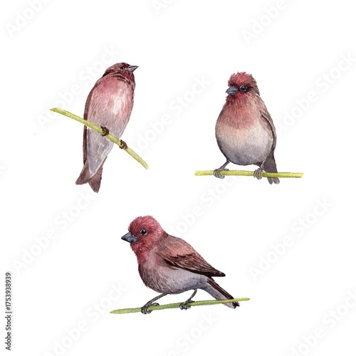 watercolor drawing birds, sitting rosefinch , hand drawn Carpodacus erythrinus, isolated nature design element