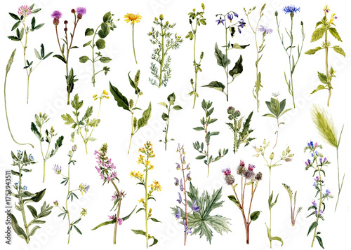 watercolor drawing sketch of plants, leaves and flowers isolated at white background, natural elements, hand drawn botanical illustration