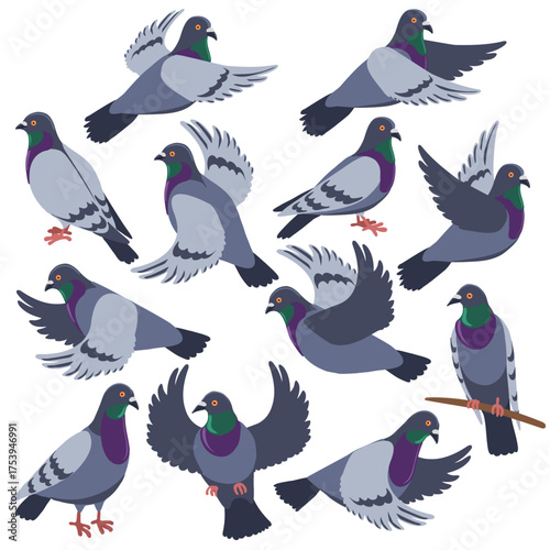vector drawing birds, rock dove, hand drawn Columba livia,, isolated nature design elements