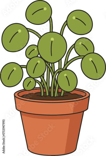 Pilea Peperomioides plant in an orange terracotta pot with a white background Chinese money plant pancake plant