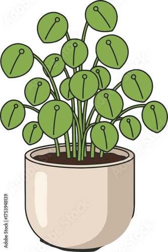 Pilea Peperomioides plant in a beige ceramic pot with a white background Chinese money plant pancake plant