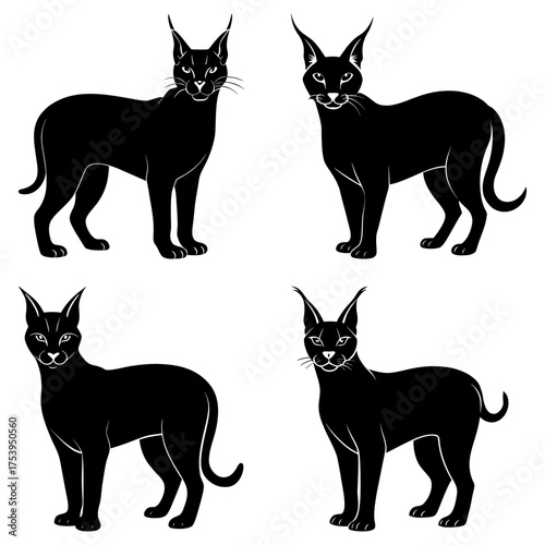 Four black caracals in various poses standing upright with pointed ears and short tails on white background