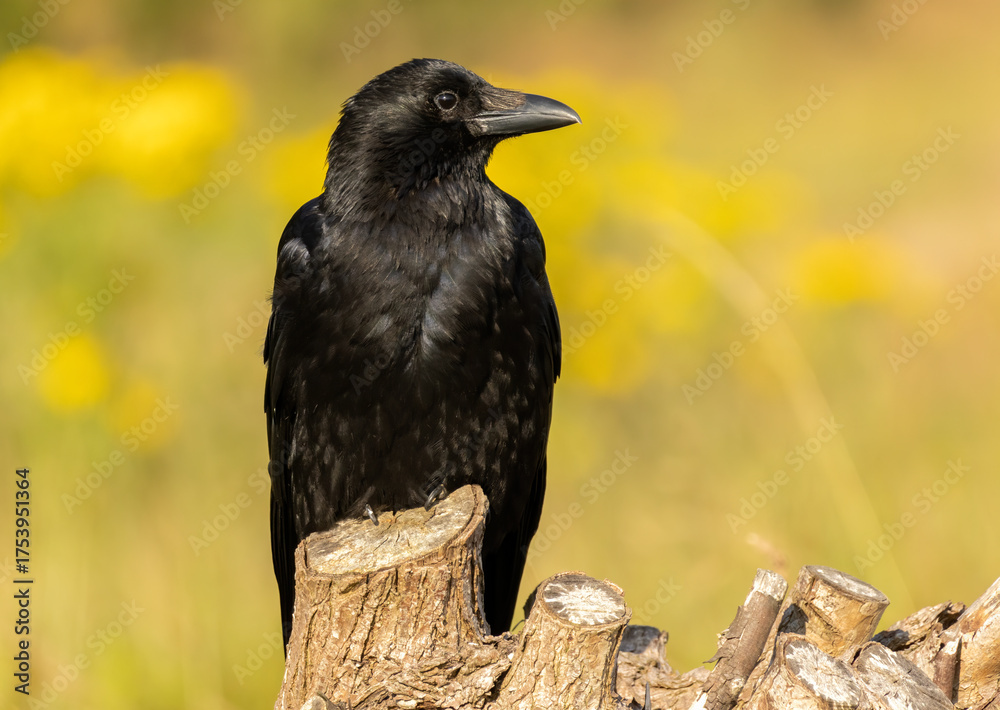 Fototapeta premium Carrion Crow (Corvus corone) in natural habitat