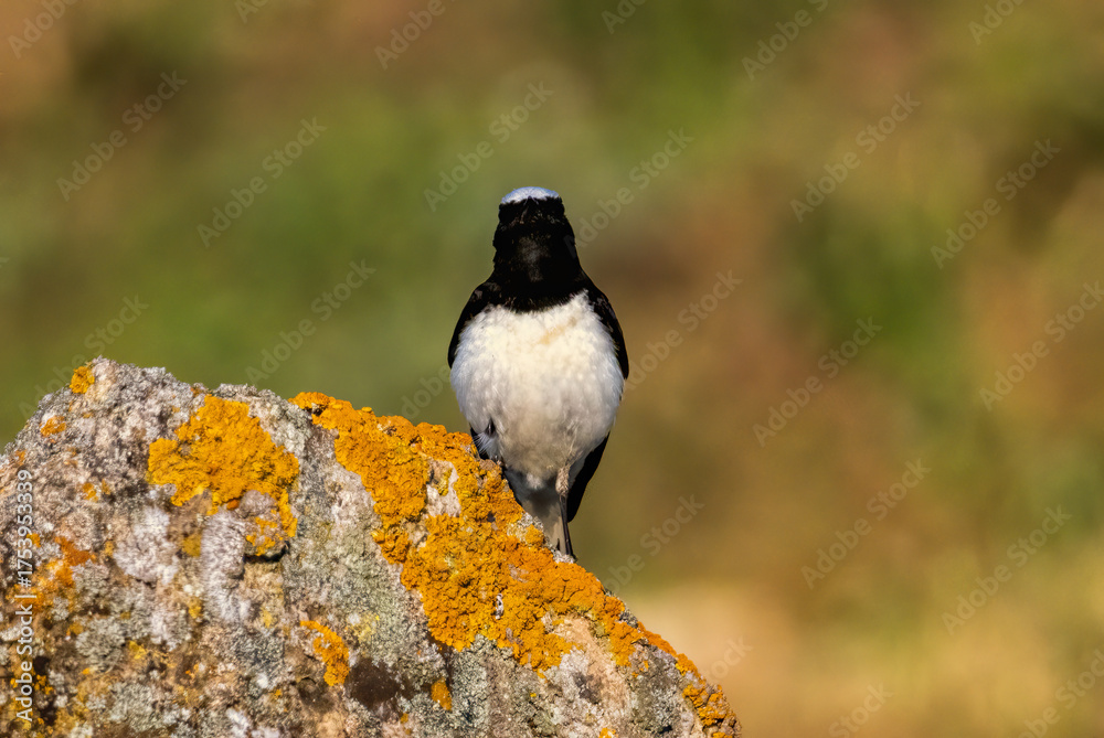Obraz premium Pied Wheatear in a natural habitat