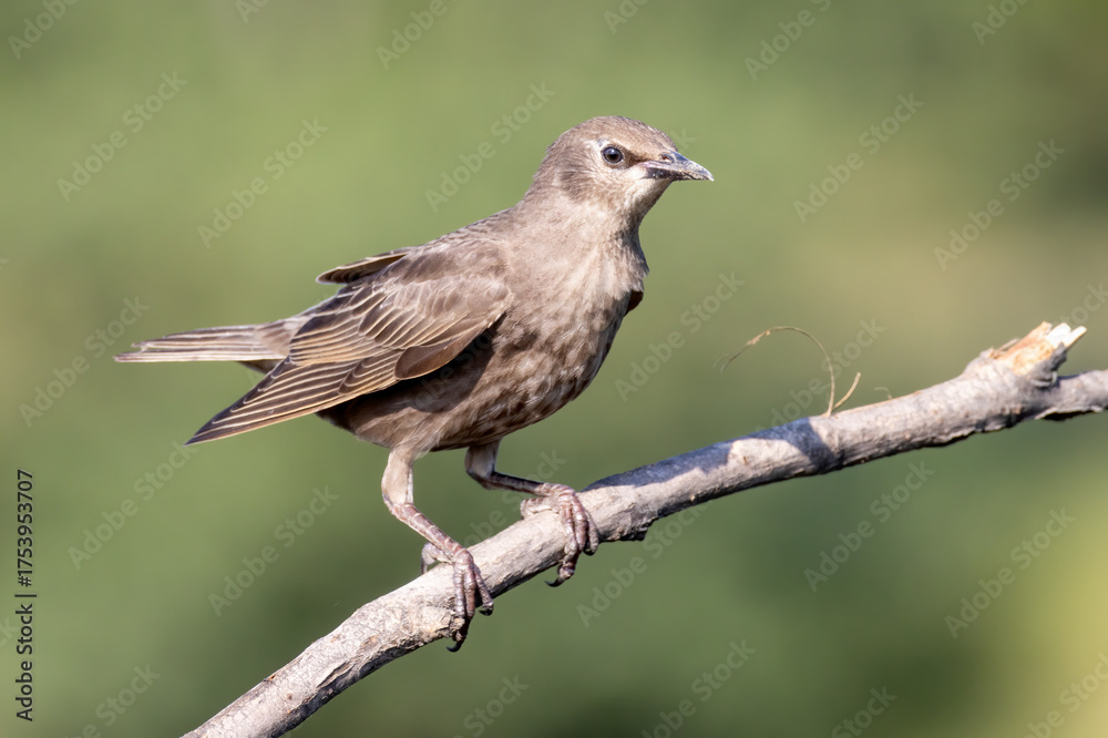 Fototapeta premium Common Starling bird sitting on branch